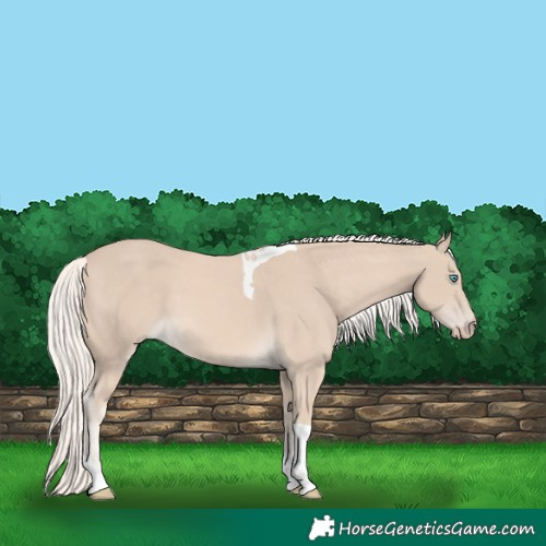 Horse Color:Cremello Tobiano 