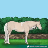 Horse Color:Cremello Tobiano 