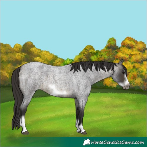 Horse Color:Buckskin Roan Sabino Frame