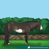 Horse Color:Buckskin Sabino Frame 