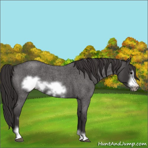 Horse Color:Smoky Blue Roan Sabino Frame