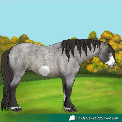 Horse Color:Buckskin Roan Sabino Frame 