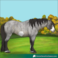 Horse Color:Buckskin Roan Sabino Frame 