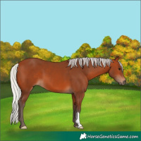 Horse Color:Silver Bay 