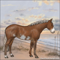 Horse Color:Silver Buckskin Roan Sabino Frame 