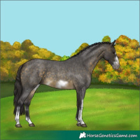 Horse Color:Buckskin Roan Sabino Frame 