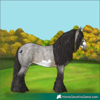 Horse Color:Buckskin Roan Sabino Frame 