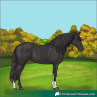 Horse Color:Smoky Black Tobiano 