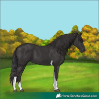 Horse Color:Smoky Black Tobiano