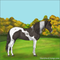 Horse Color:Smoky Black Tobiano 