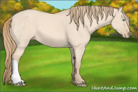 Horse Color:Perlino Dun 