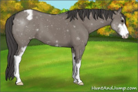 Horse Color:Grullo Sabino Varnish
