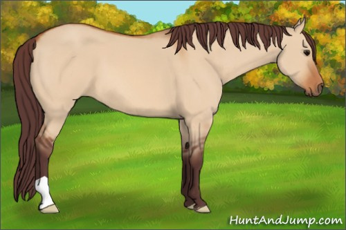 Horse Color:Chocolate Bay Dun 