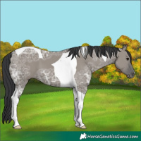 Horse Color:Grullo Ice Tobiano 