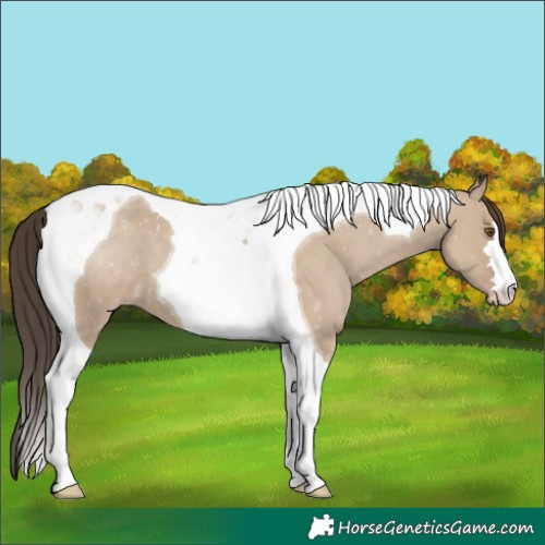 Horse Color:Classic Champagne Dun Tobiano 