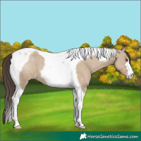 Horse Color:Classic Champagne Dun Tobiano 