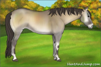 Horse Color:Smoky Grullo Onyx