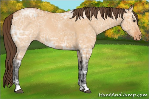 Horse Color:Bay Ice Dun Appaloosa 