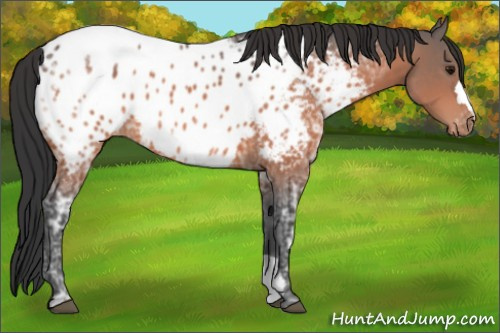 Horse Color:Bay Ice Appaloosa 