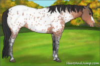 Horse Color:Bay Ice Appaloosa 