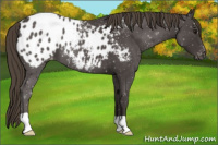 Horse Color:Smoky Blue Roan Appaloosa 