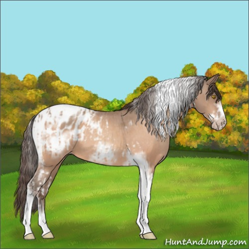 Horse Color:Amber Champagne Sabino Tobiano Appaloosa  and Amber Champagne Sabino Tobiano Frame Appaloosa 