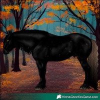 Horse Color:Void Liver Chestnut Sabino Splash 