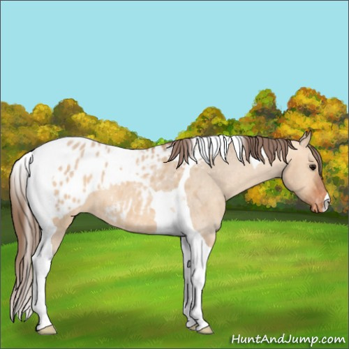 Horse Color:Bay Dun Tobiano Appaloosa 