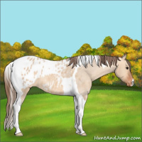 Horse Color:Bay Dun Tobiano Appaloosa 