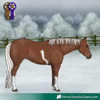 Horse Color:Silver Black Tobiano 