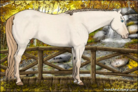 Horse Color:Perlino Dun 