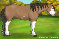 Horse Color:Bay Splash Frame 