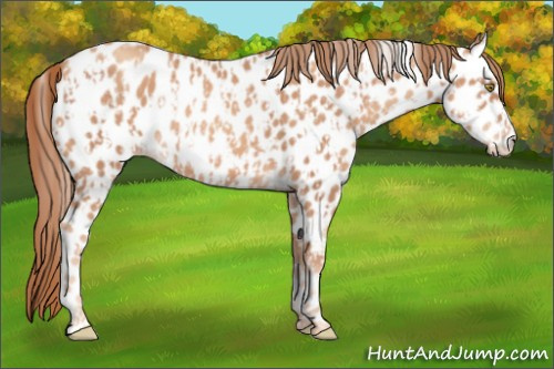 Horse Color:Gold Champagne Appaloosa  and Gold Champagne Appaloosa 