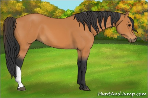 Horse Color:Unknown 
