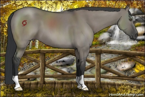 Horse Color:Grullo 