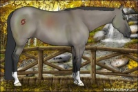 Horse Color:Grullo 