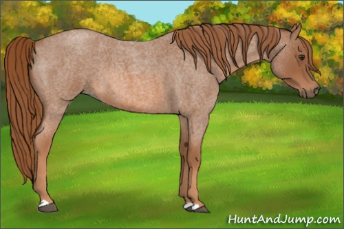 Horse Color:Unknown 