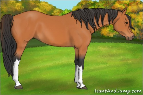 Horse Color:Unknown 