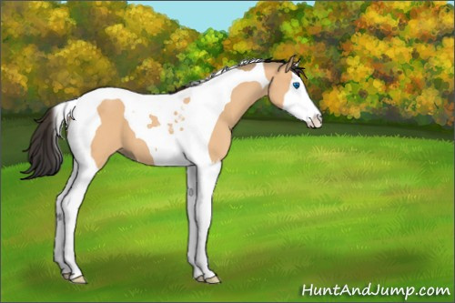 Horse Color:Bay Roan Dun Splash Tobiano 