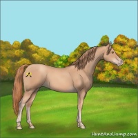Horse Color:Gold Champagne 