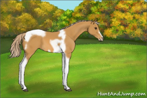 Horse Color:Palomino Tobiano Frame 