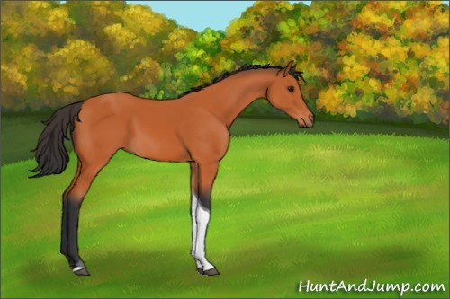 Horse Color:Bay Tobiano 
