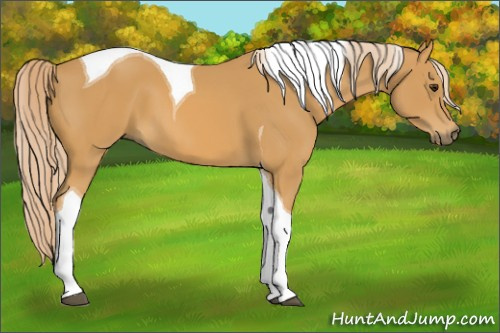 Horse Color:Palomino Tobiano 
