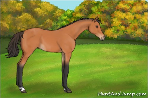 Horse Color:Bay 