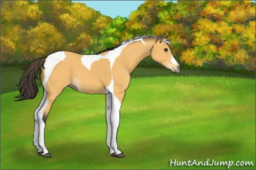 Horse Color:Buckskin Tobiano 
