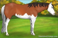 Horse Color:Bay Splash 