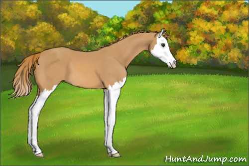 Horse Color:Chestnut Splash 
