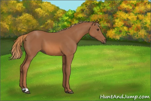 Horse Color:Chestnut 