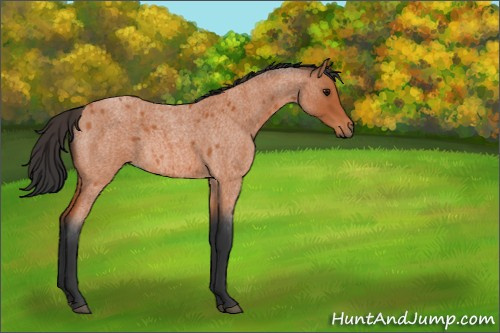 Horse Color:Bay Roan 