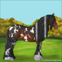 Horse Color:White Spotted Brown Varnish 